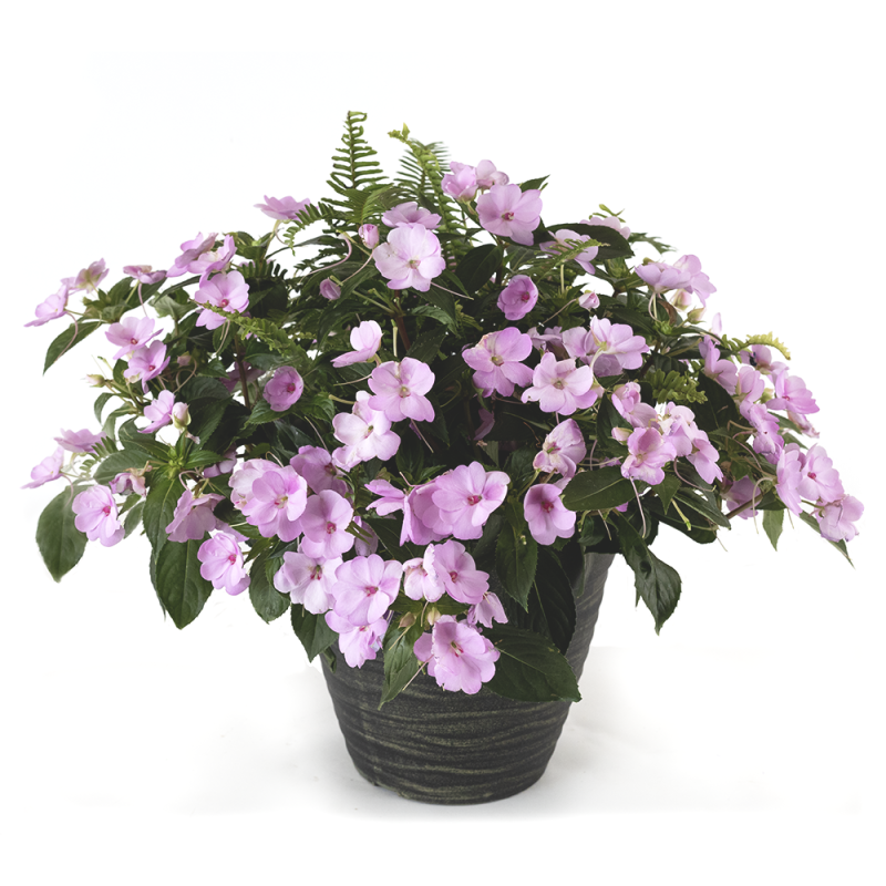 Sunpatiens Mixed Planter - Same Day Delivery