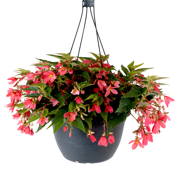 Premium Begonia Hanging Basket