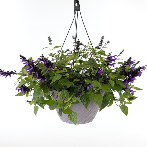 Salvia Hummingbird Falls Hanging Basket