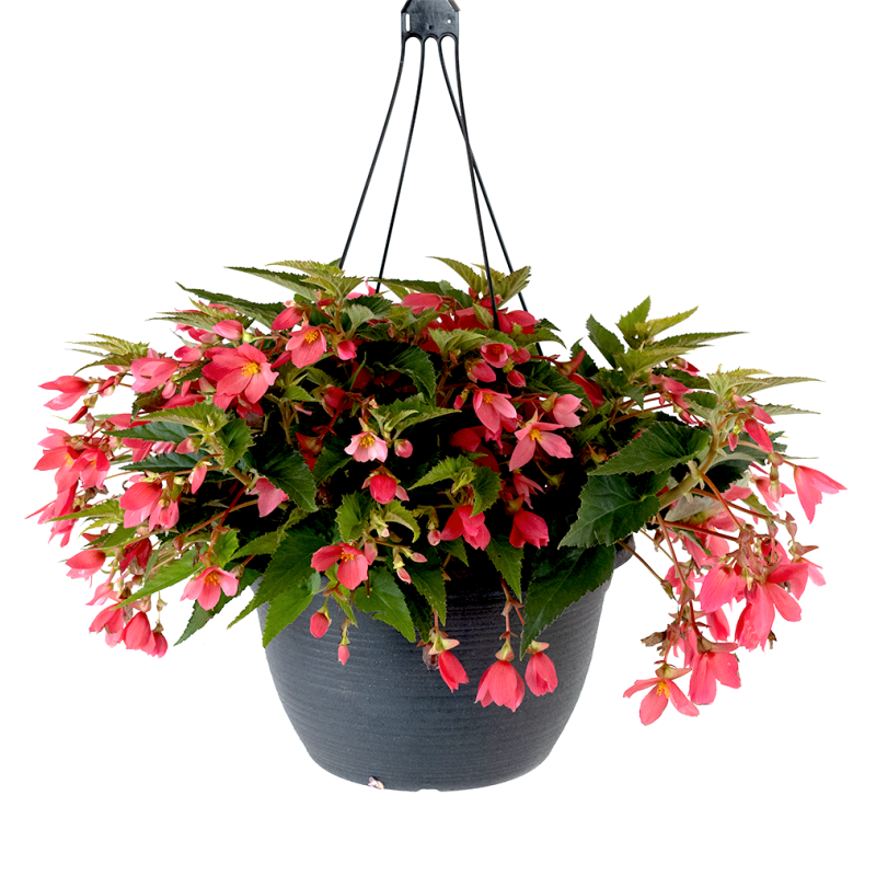 Premium Begonia Hanging Basket - Same Day Delivery