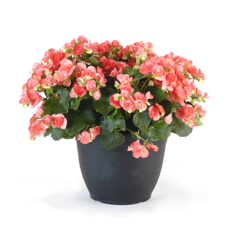 Colorful Rieger Begonia Pot - Same Day Delivery