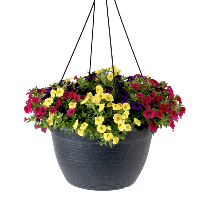 Mixed Color Million Bell Hanging Basket - Same Day Delivery