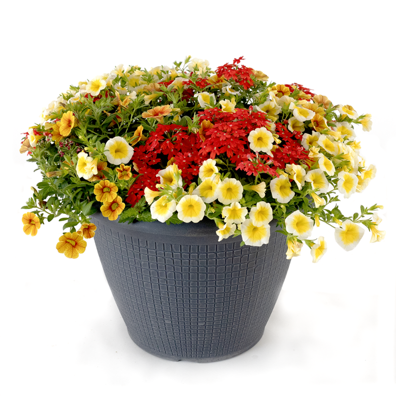 Million Bell Mixed Planter - Same Day Delivery