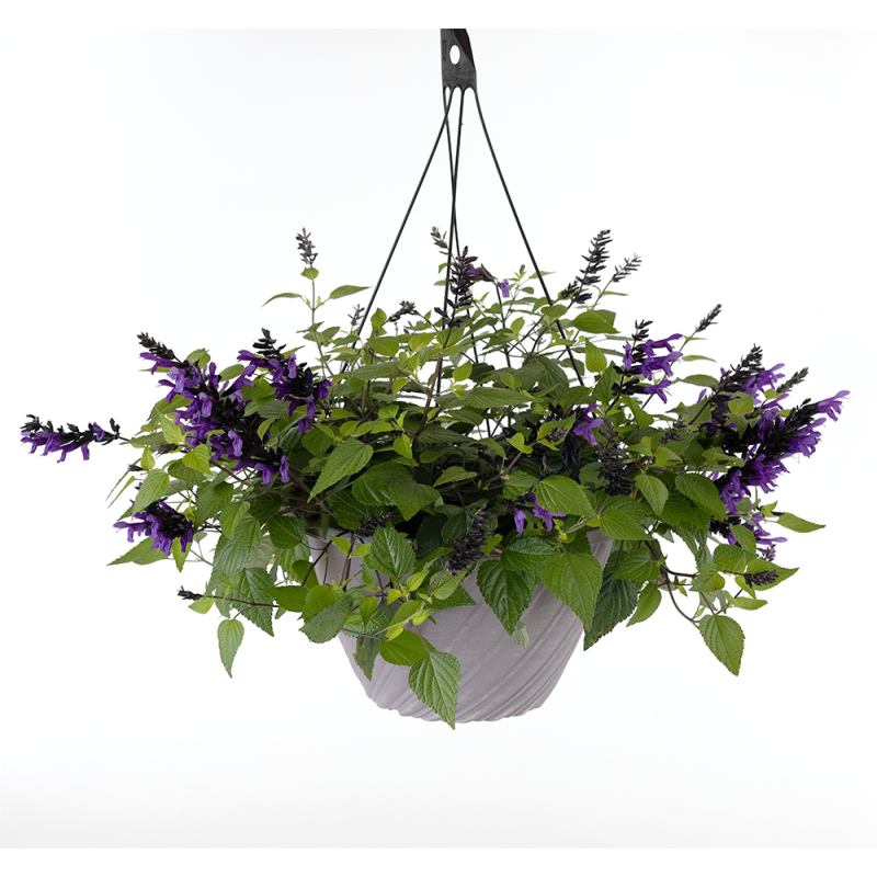 Salvia Hummingbird Falls Hanging Basket - Same Day Delivery