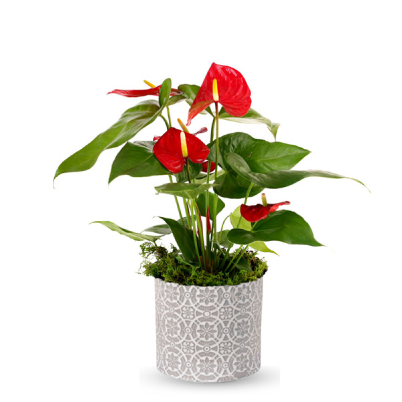 Anthurium Plant in Stamped Round Pot - Same Day Delivery