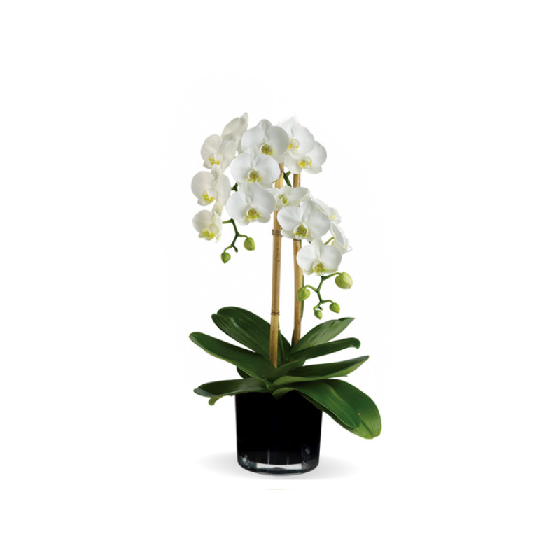 White Graceful Cascading Orchid Plant - Same Day Delivery