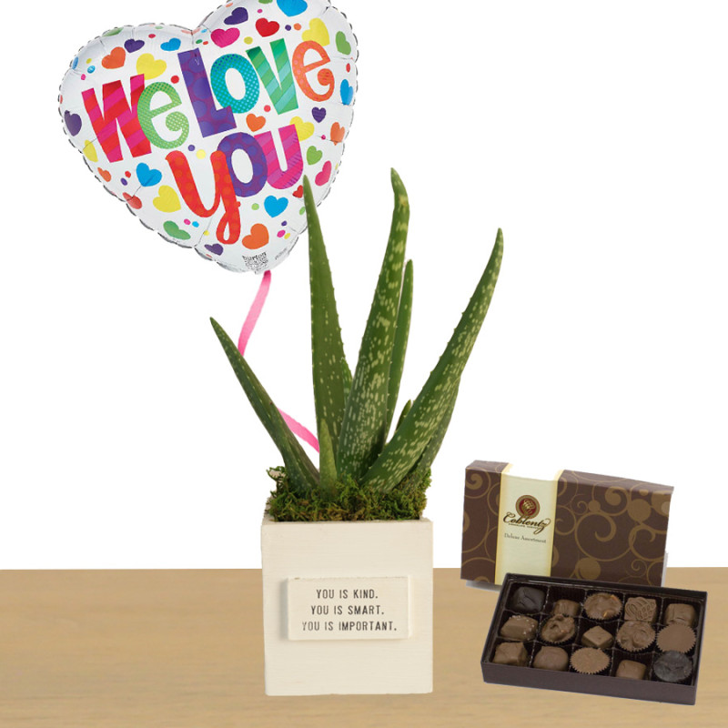 You is Kind Aloe Vera Plant Box - Same Day Delivery