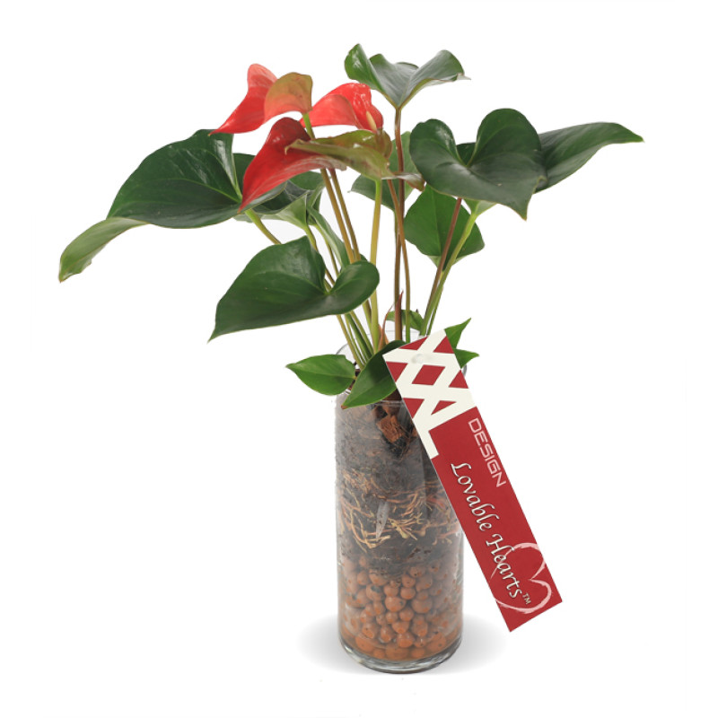 Anthurium Plant in Glass Cylinder - Same Day Delivery