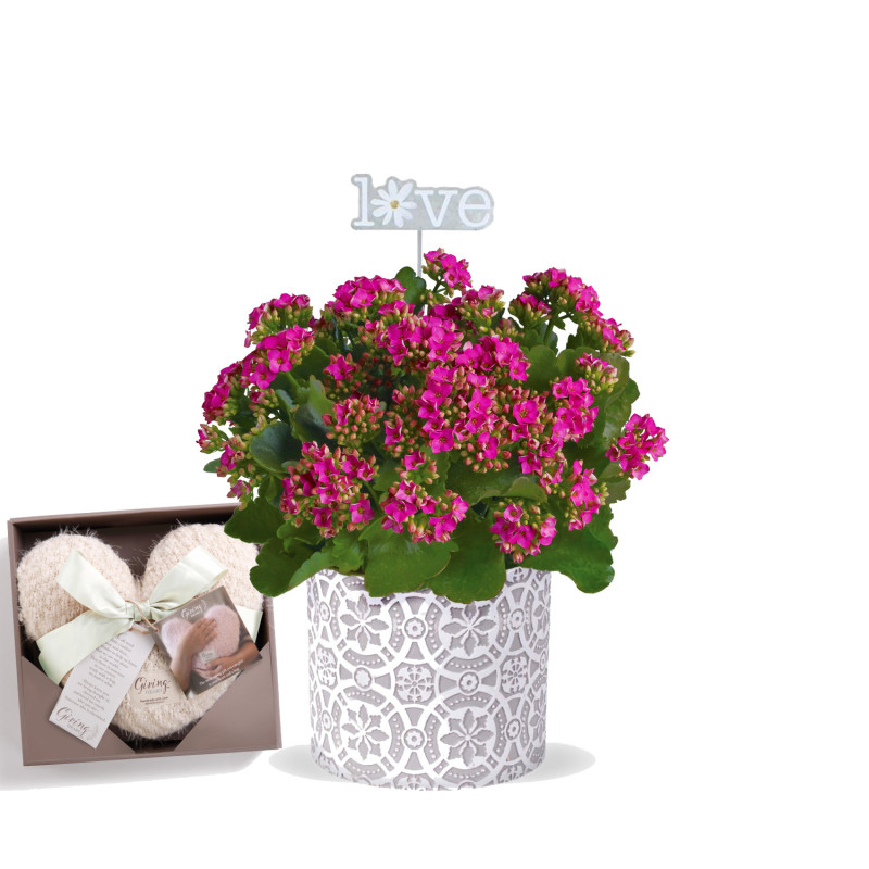 Kalanchoe Plant  - Same Day Delivery
