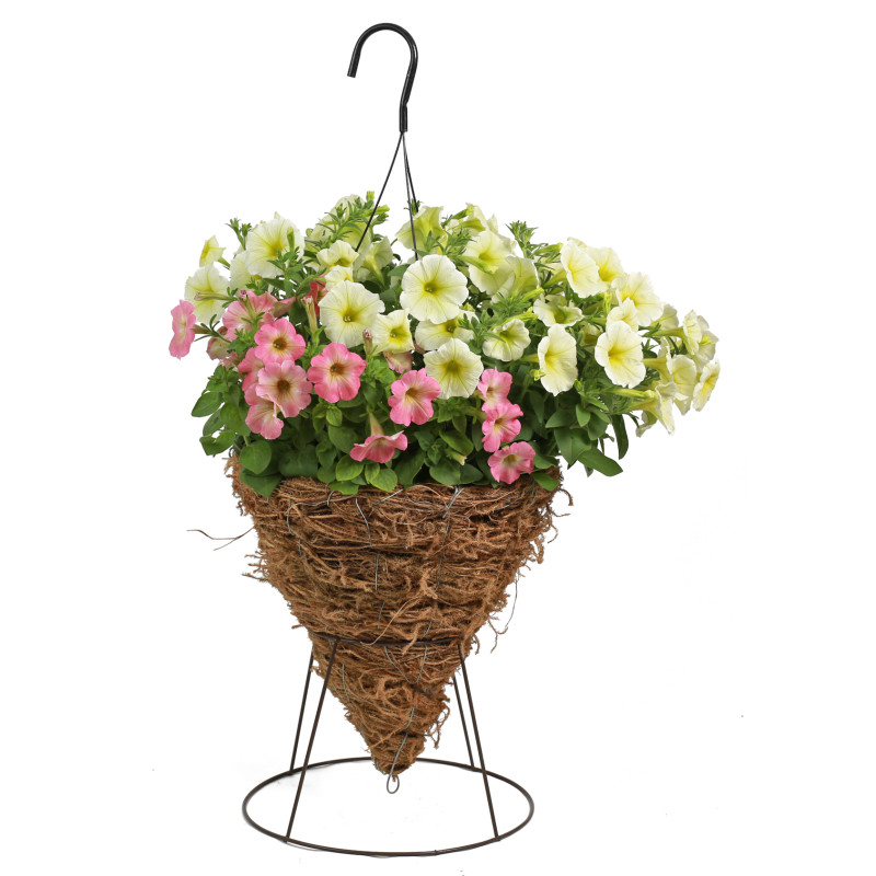 Medium Moss Cone Basket - Same Day Delivery