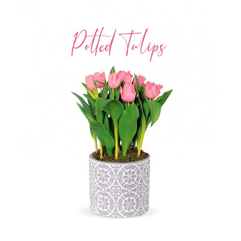 Potted Tulip Plant - Same Day Delivery