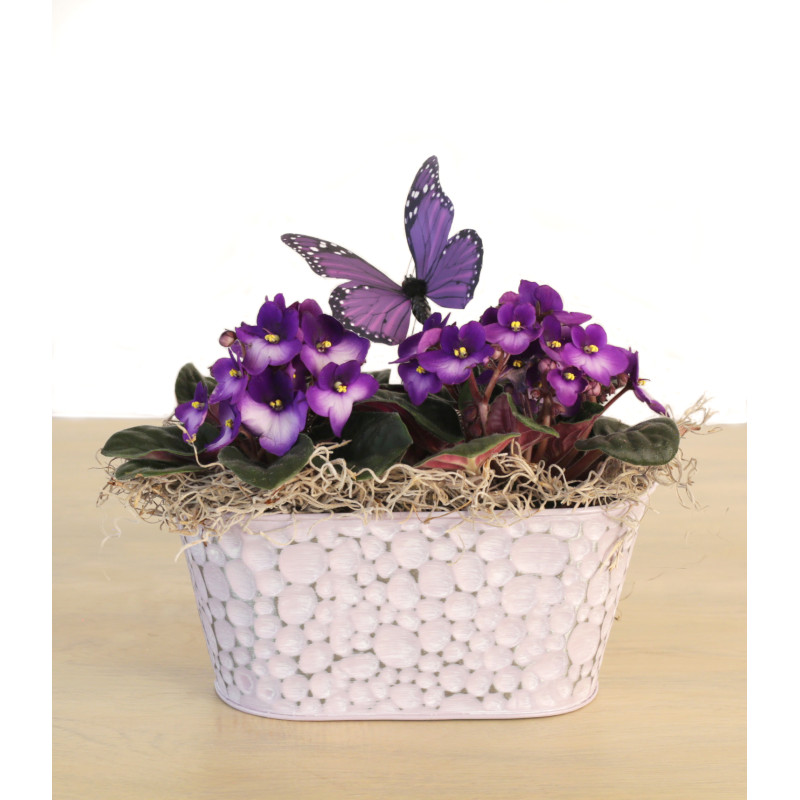 Violets in an Embossed Pastel Tin - Same Day Delivery