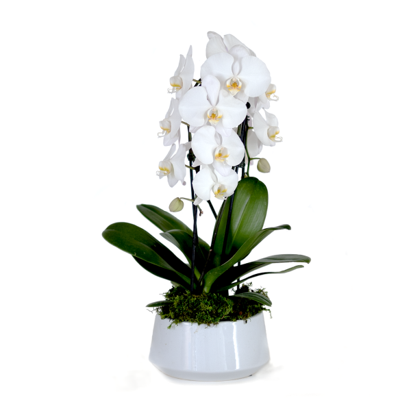 Double Cascading White Orchid