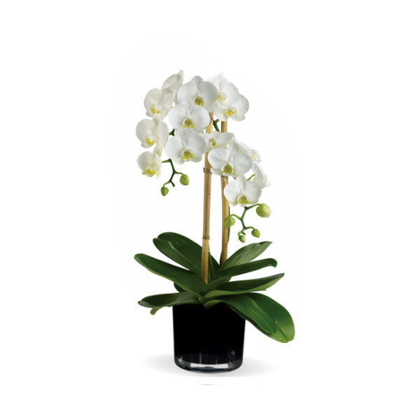 White Graceful Cascading Orchid Plant
