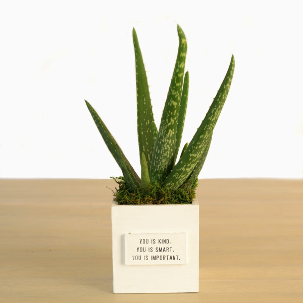 You is Kind Aloe Vera Plant Box