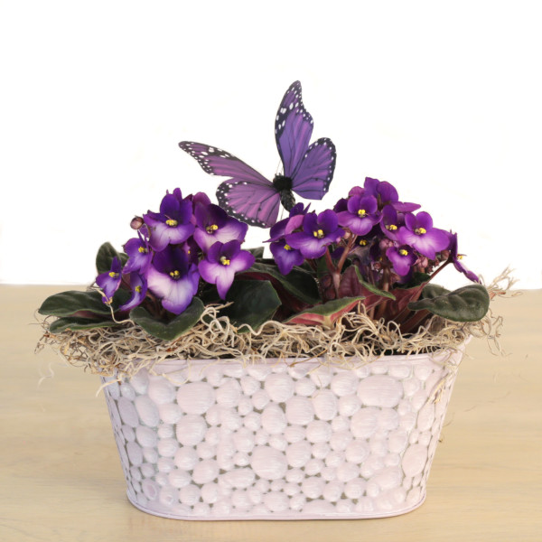 Violets in an Embossed Pastel Tin