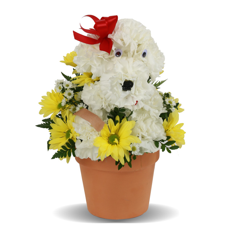 Get Well - Get Doggone Well - #1 Florist in Central Ohio ... on Same Day Flowers id=47131