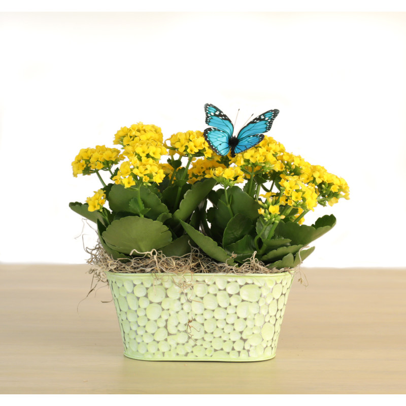 Kalanchoes in an Embossed Pastel Tin - Same Day Delivery