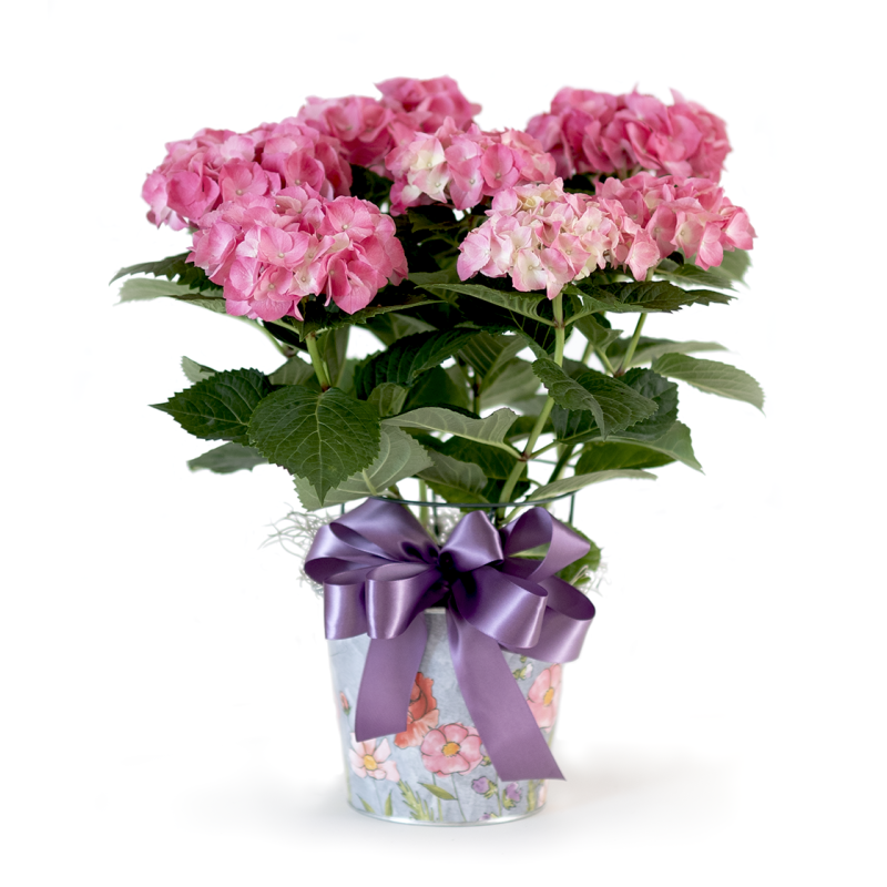 Pink Hydrangea in Deco Pot - Same Day Delivery