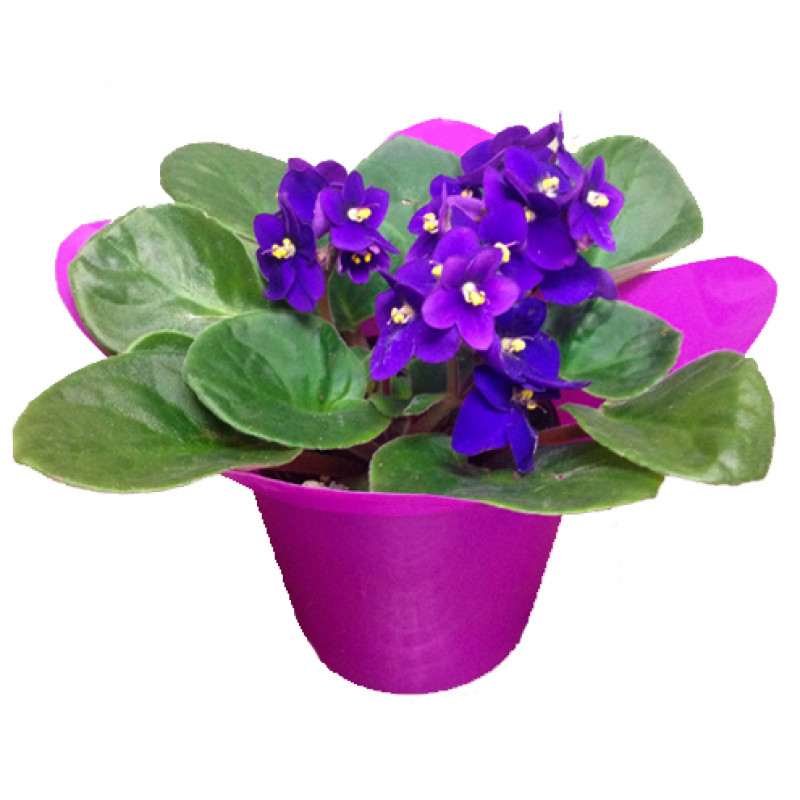 African Violet Plant - Same Day Delivery