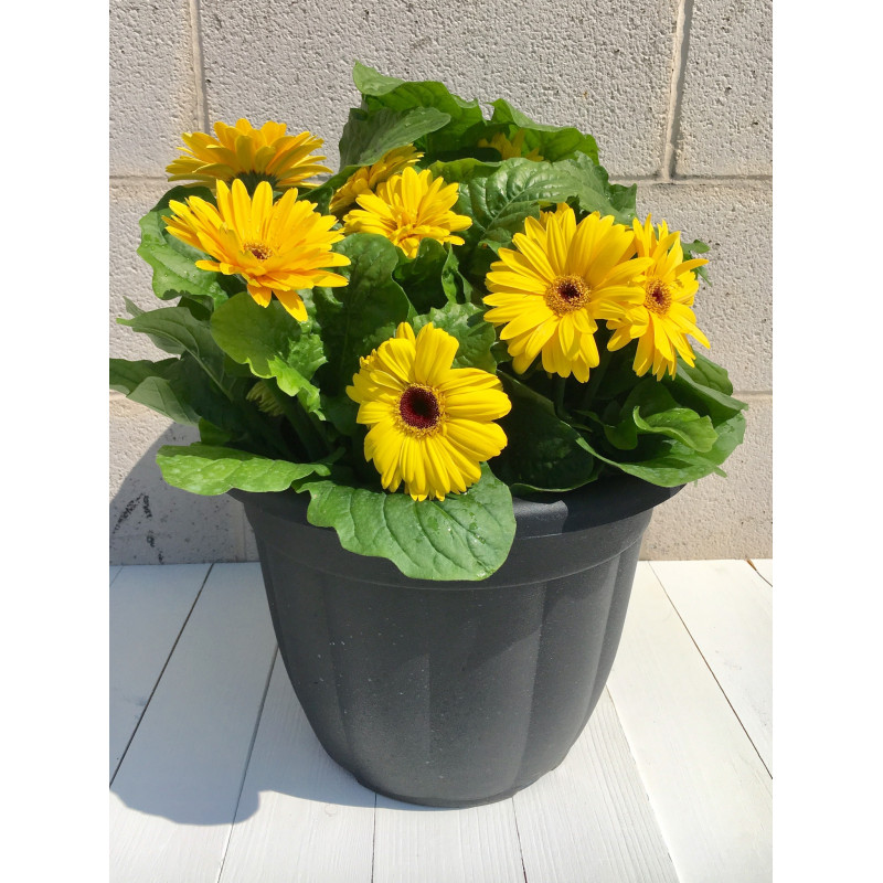 Gerbera Daisy Pot - Same Day Delivery