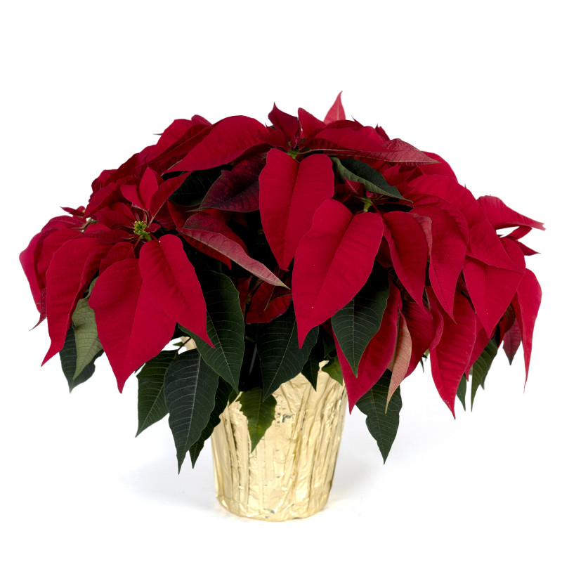 Lovely Eight Inch Poinsettia  - Same Day Delivery