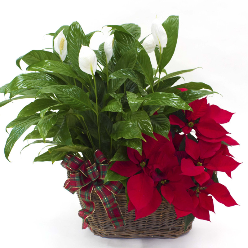 Peaceful Poinsettia - Same Day Delivery