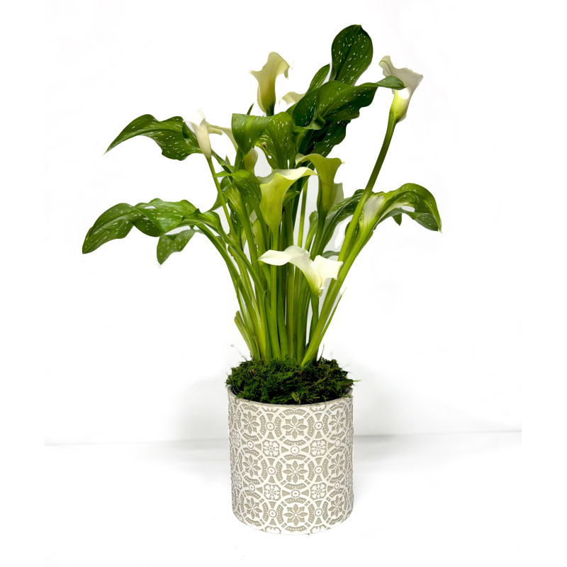 Calla Lily in a Stamped Round Pot - Same Day Delivery