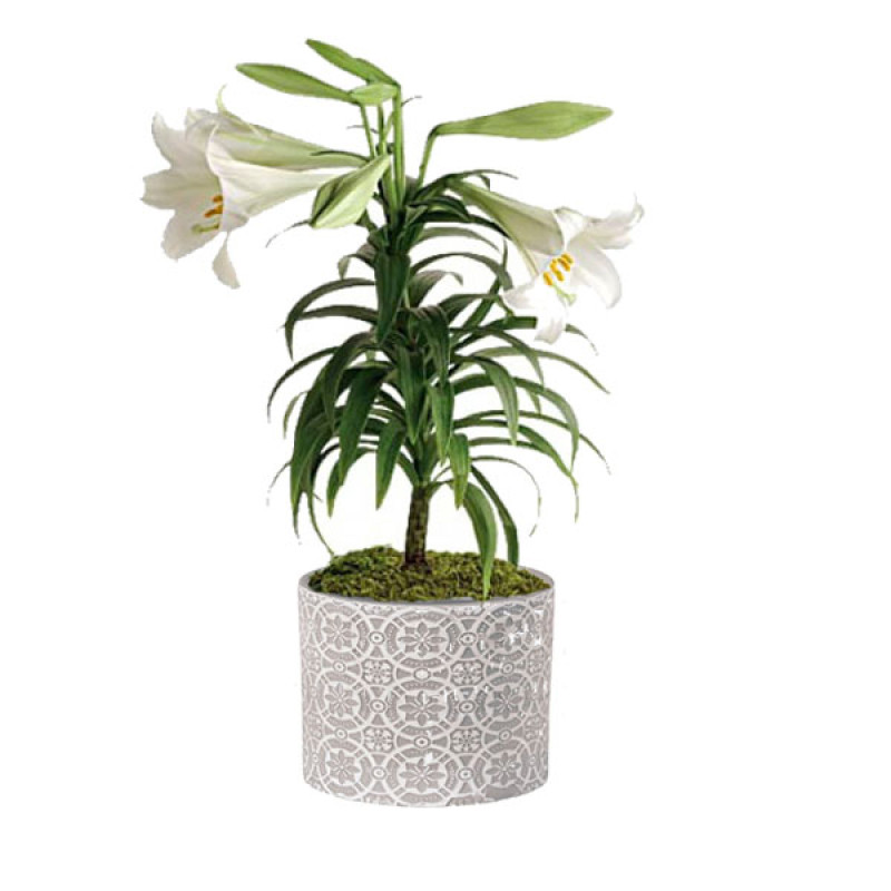 Easter Lily Plant - Same Day Delivery