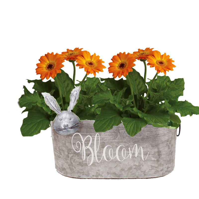 Bunny and Blooms Gerbera Daisy Tin - Same Day Delivery