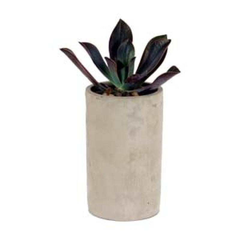 Gray Stone Succulent - Same Day Delivery