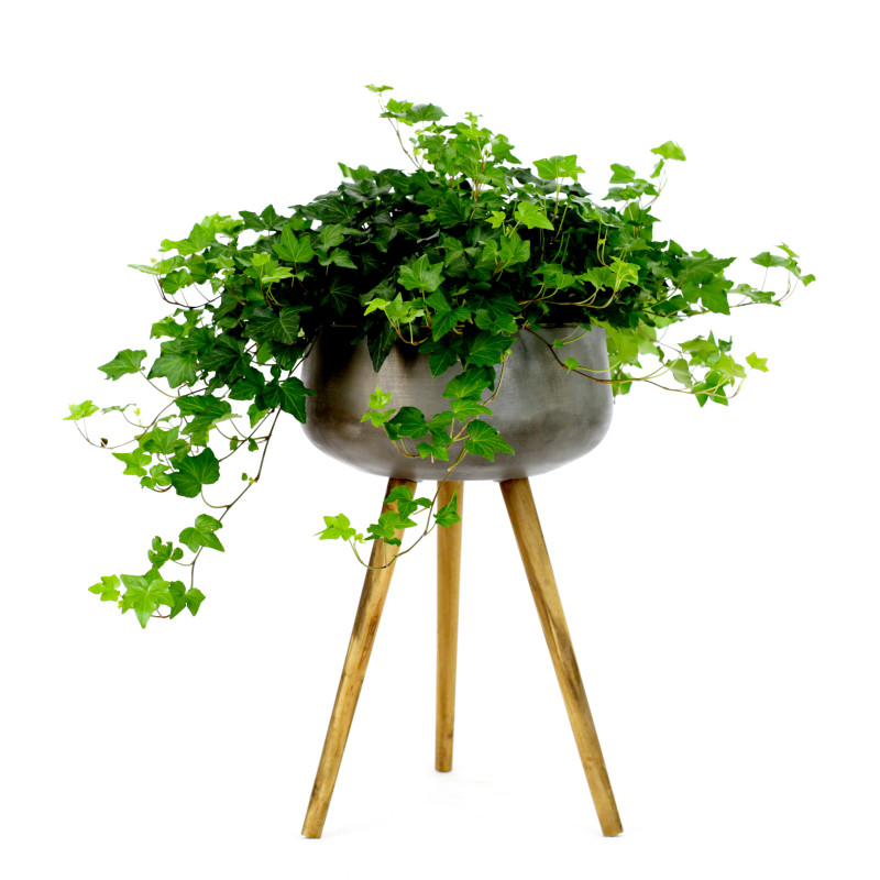 Three Ivy Plant Stand - Same Day Delivery