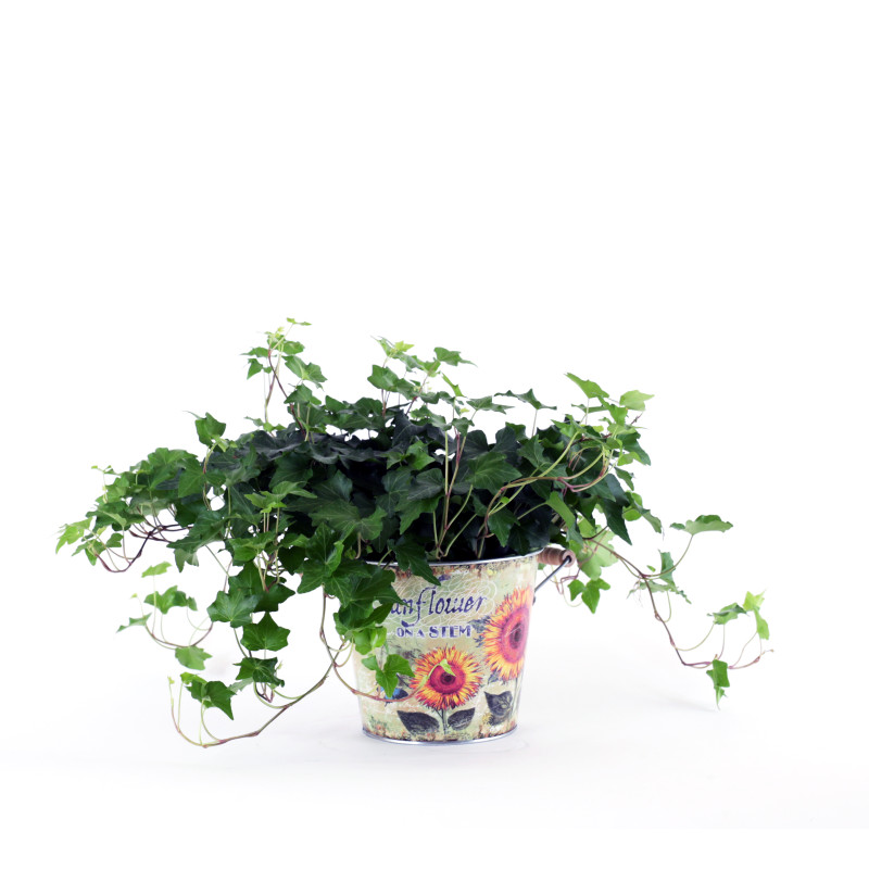 Sunbeams Garden Ivy Plant - Same Day Delivery