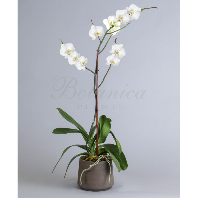Jaxma Super White Grade A Phalaenopsis Orchid - Same Day Delivery