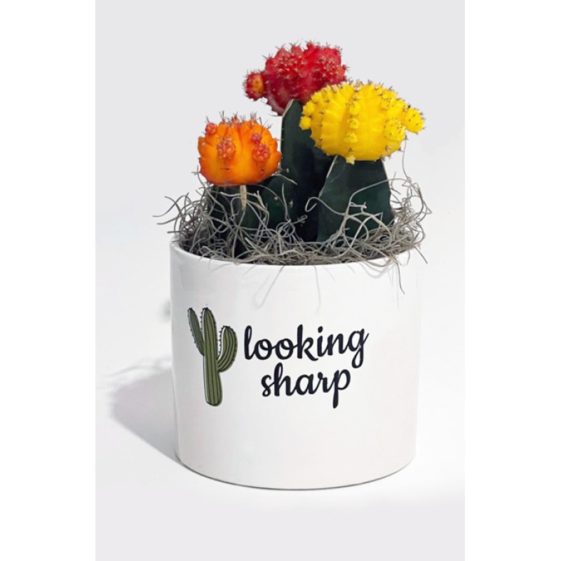 Looking Sharp Cacti Pot - Same Day Delivery