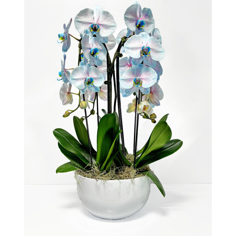Royal Waterfall Orchid Bowl - Same Day Delivery
