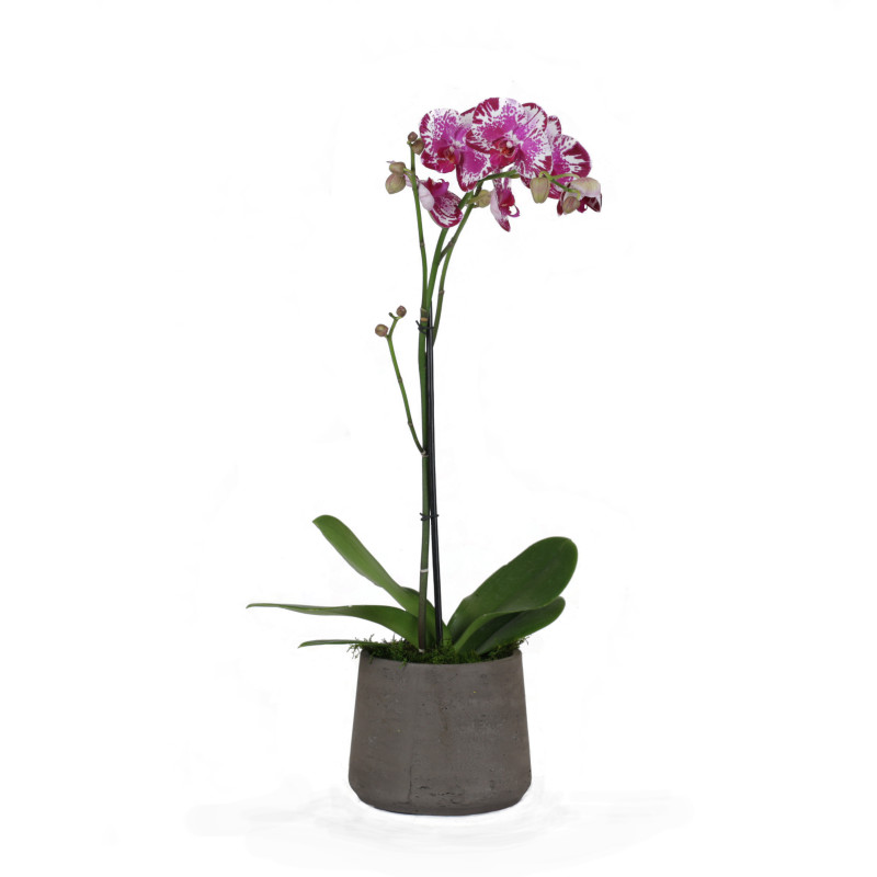Jaxma Phalaenopsis Orchid - Same Day Delivery
