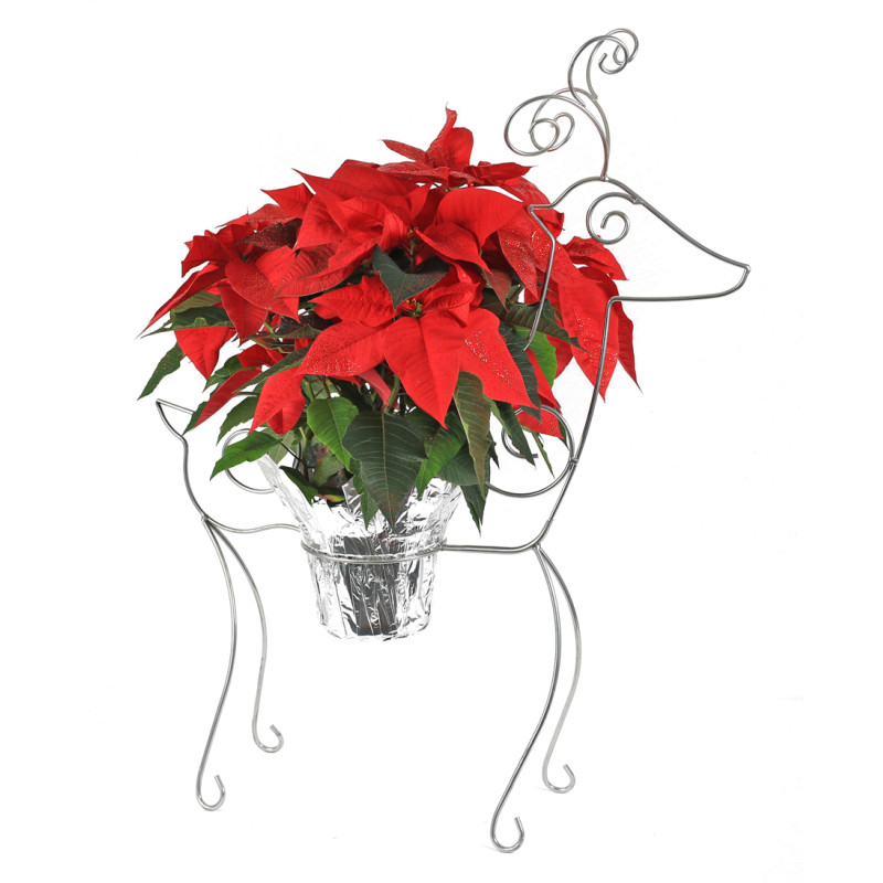 Reindeer Poinsettia - Same Day Delivery