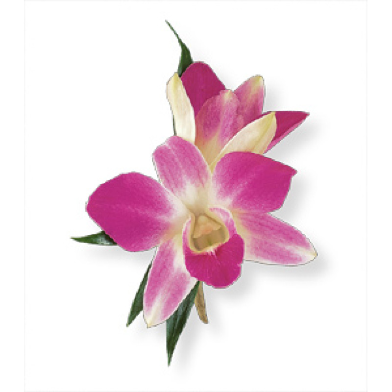 Dendrobium Boutonniere - Same Day Delivery