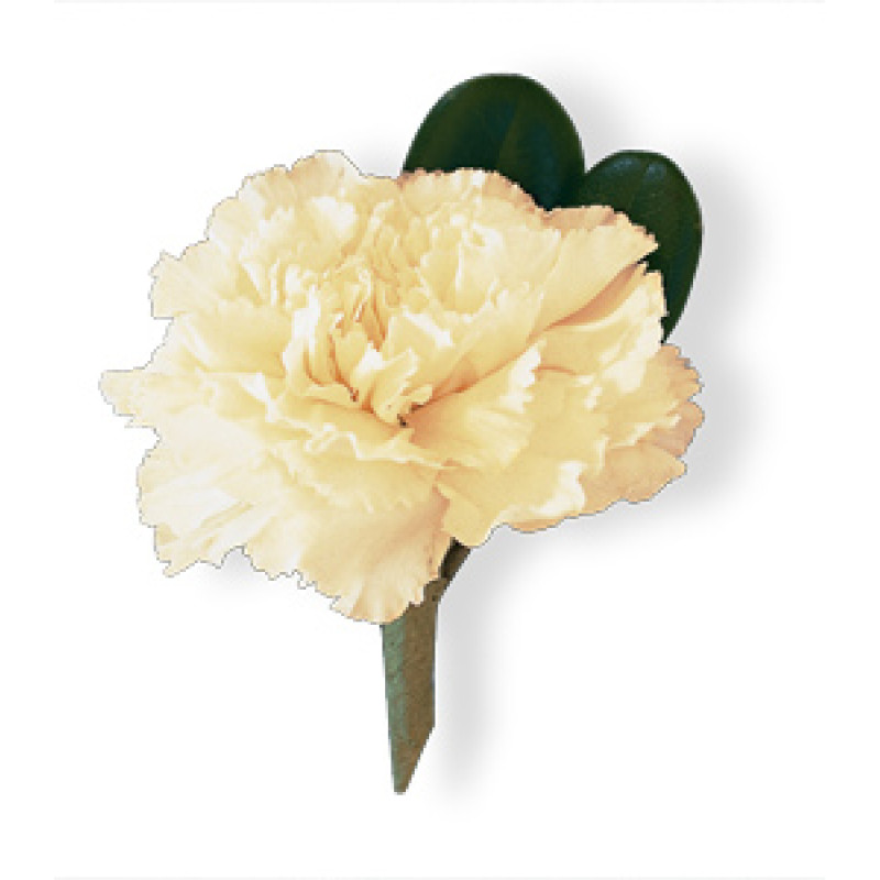 White Carnation Boutonniere - Same Day Delivery