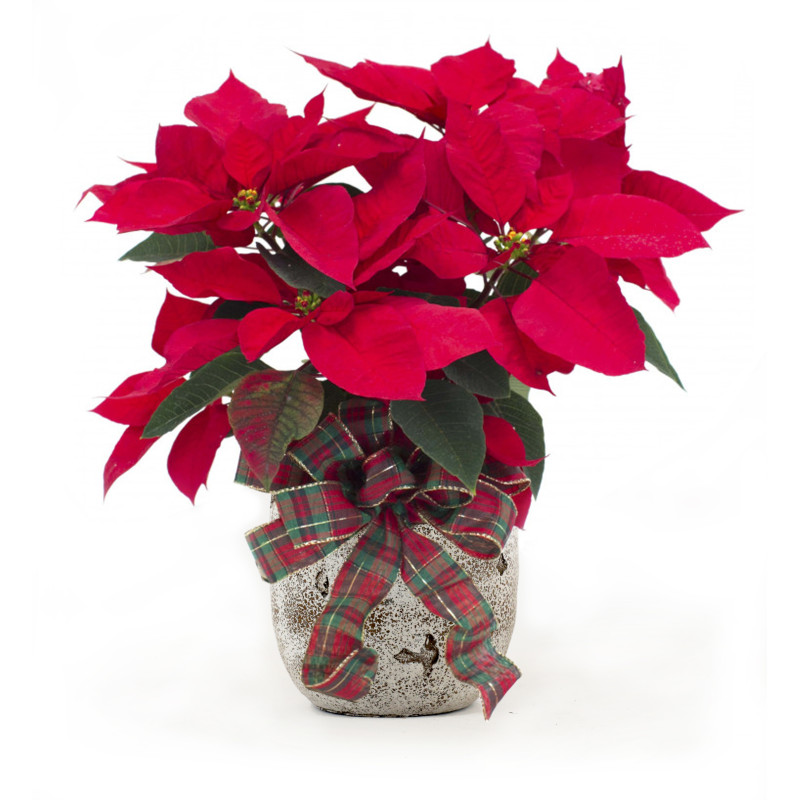 6 Inch Classic Poinsettia with Hand Tied Bow - Same Day Delivery