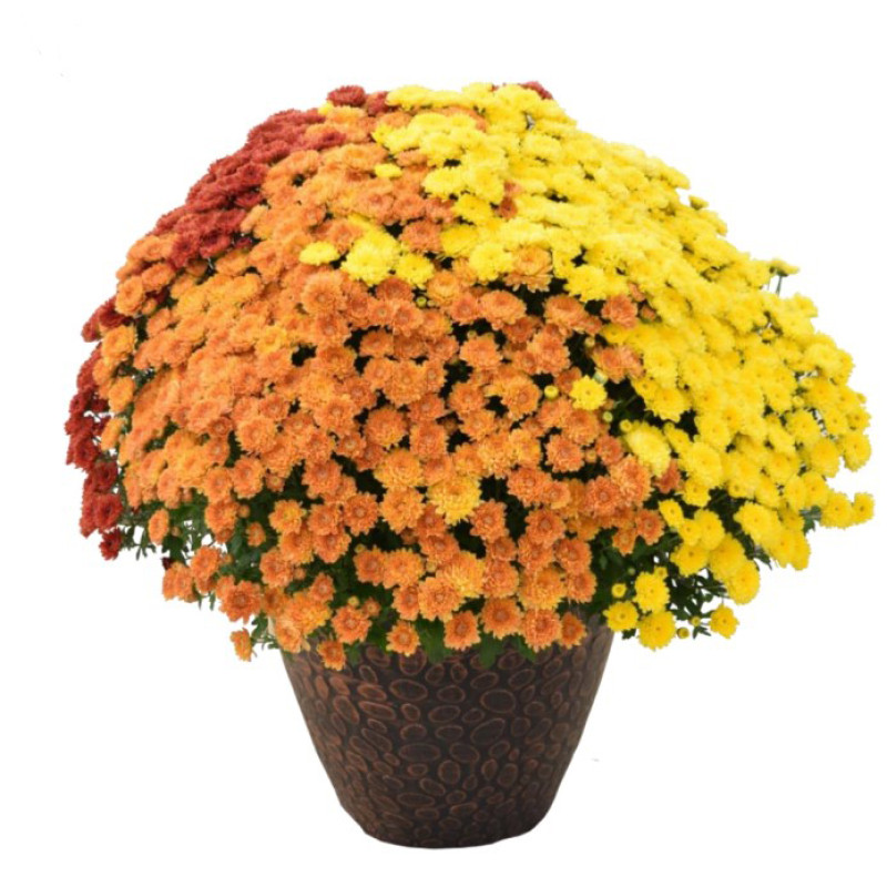 Tri-Color Mum - Same Day Delivery