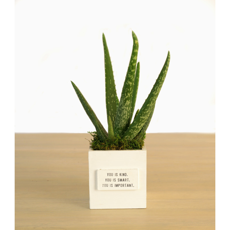 You is Kind Aloe Vera Plant Box - Same Day Delivery
