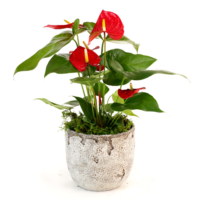Anthurium Plant in Distressed Cement Pot - Same Day Delivery