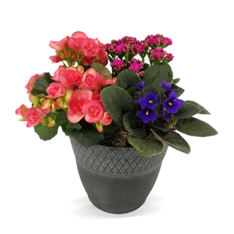 Spring Mixed Blooming Plant - Same Day Delivery