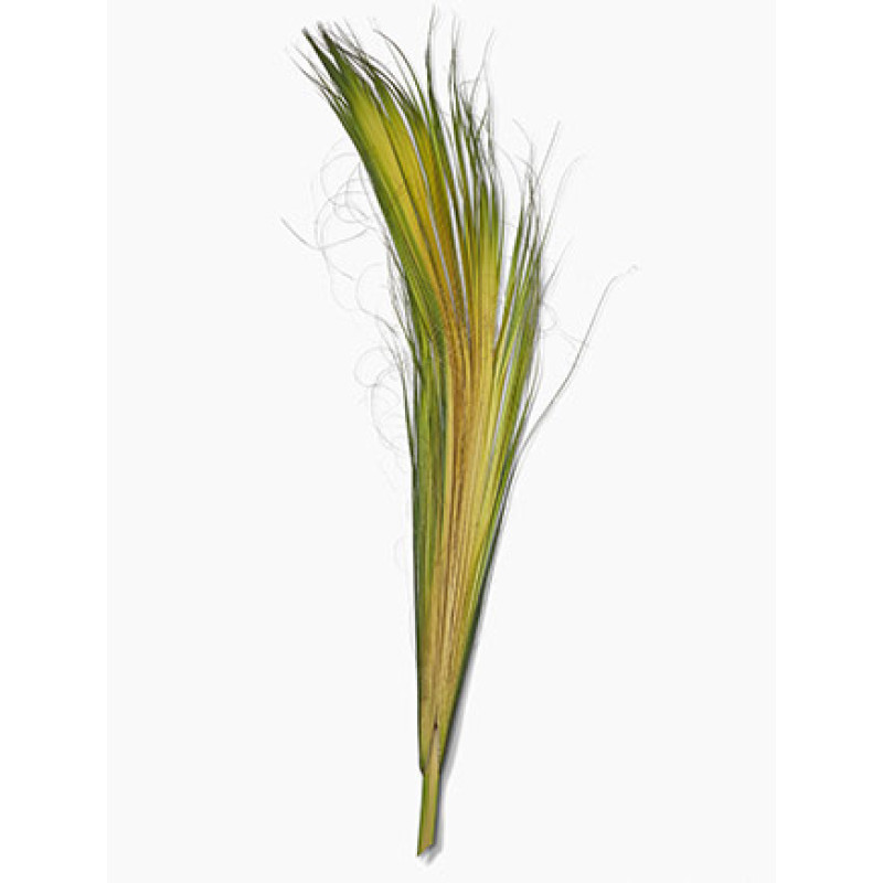 Palm Fronds - Same Day Delivery