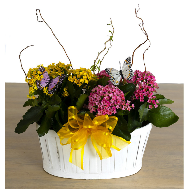Colorful Kalanchoe Double Basket - Same Day Delivery