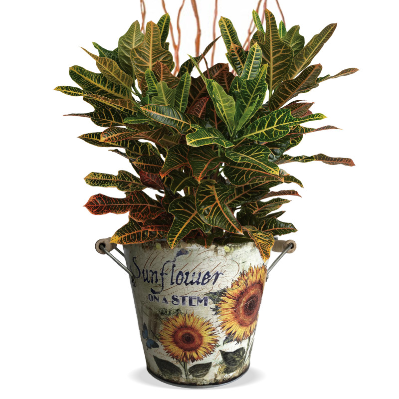 Croton Plant in Sunflower Tin - Same Day Delivery