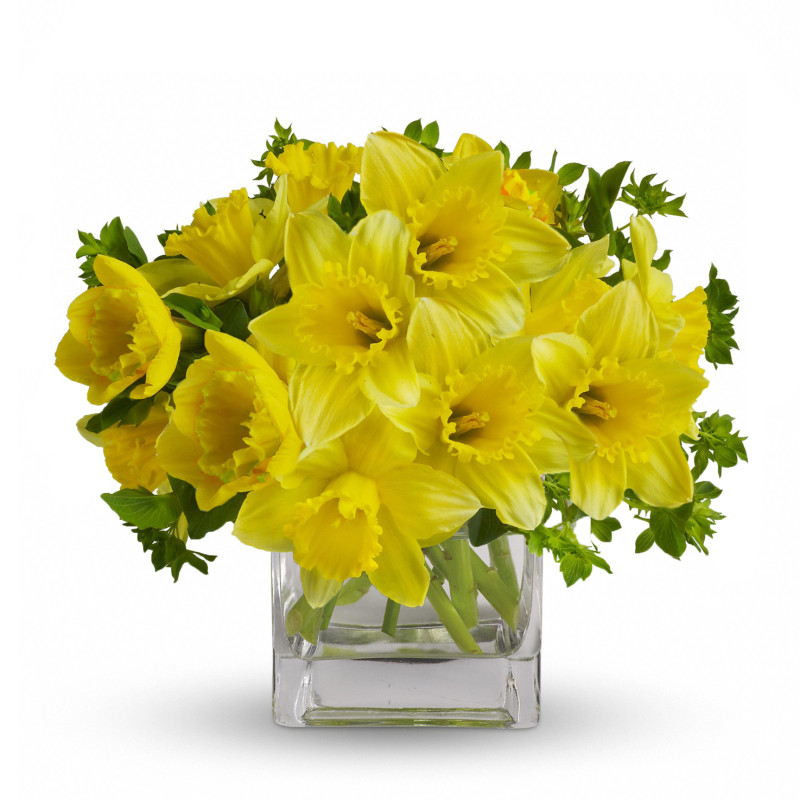 Dilly Dally Daffodils - Same Day Delivery
