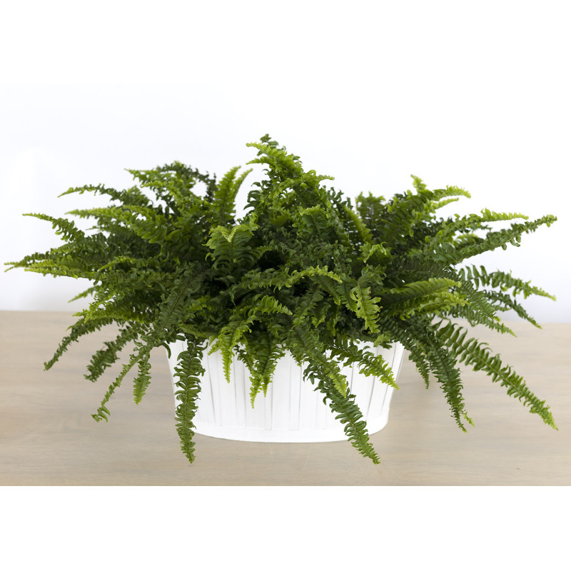 Misty Green Ferns - Same Day Delivery